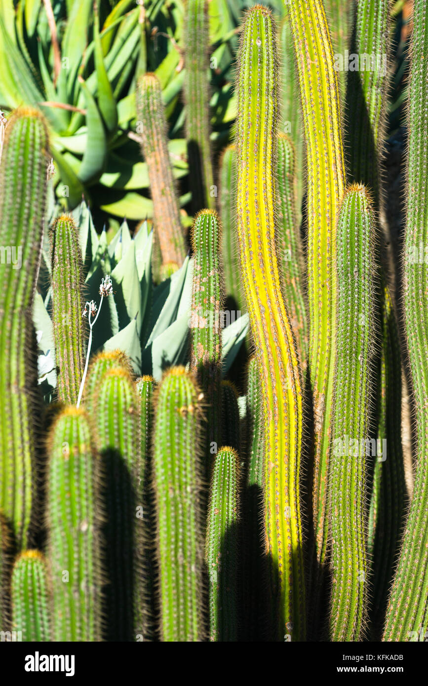 Cactus royal botanic gardens hi-res stock photography and images - Alamy