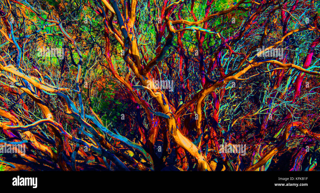Fire Scorched Manzanita as Art Stock Photo
