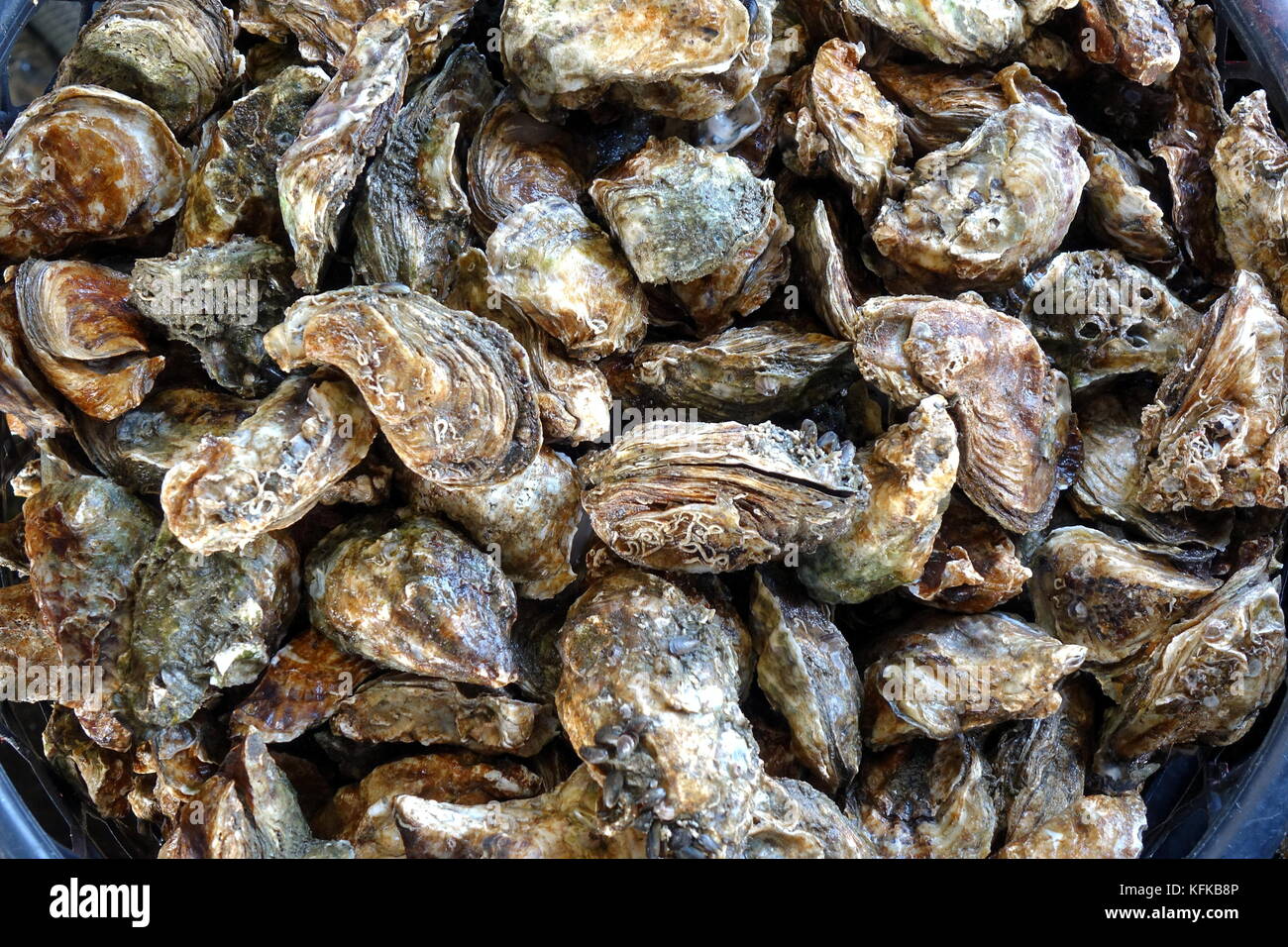 Fresh oysters for sale at the fish market Stock Photo Alamy