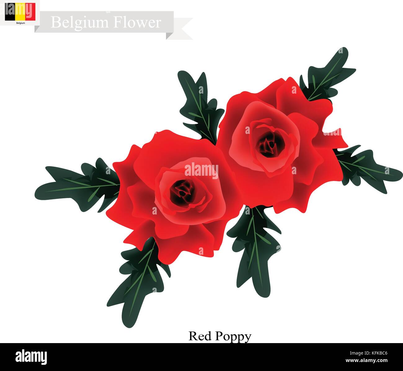 Belgium Flower, Illustration of Red Poppy Flowers. One of The Most