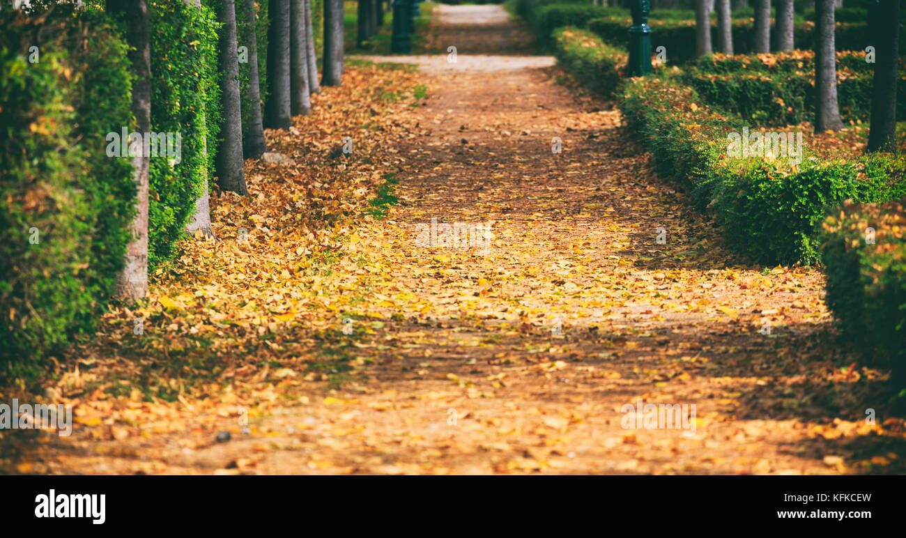 Autumn in the park. Maple leaves fallen on a path Stock Photo - Alamy