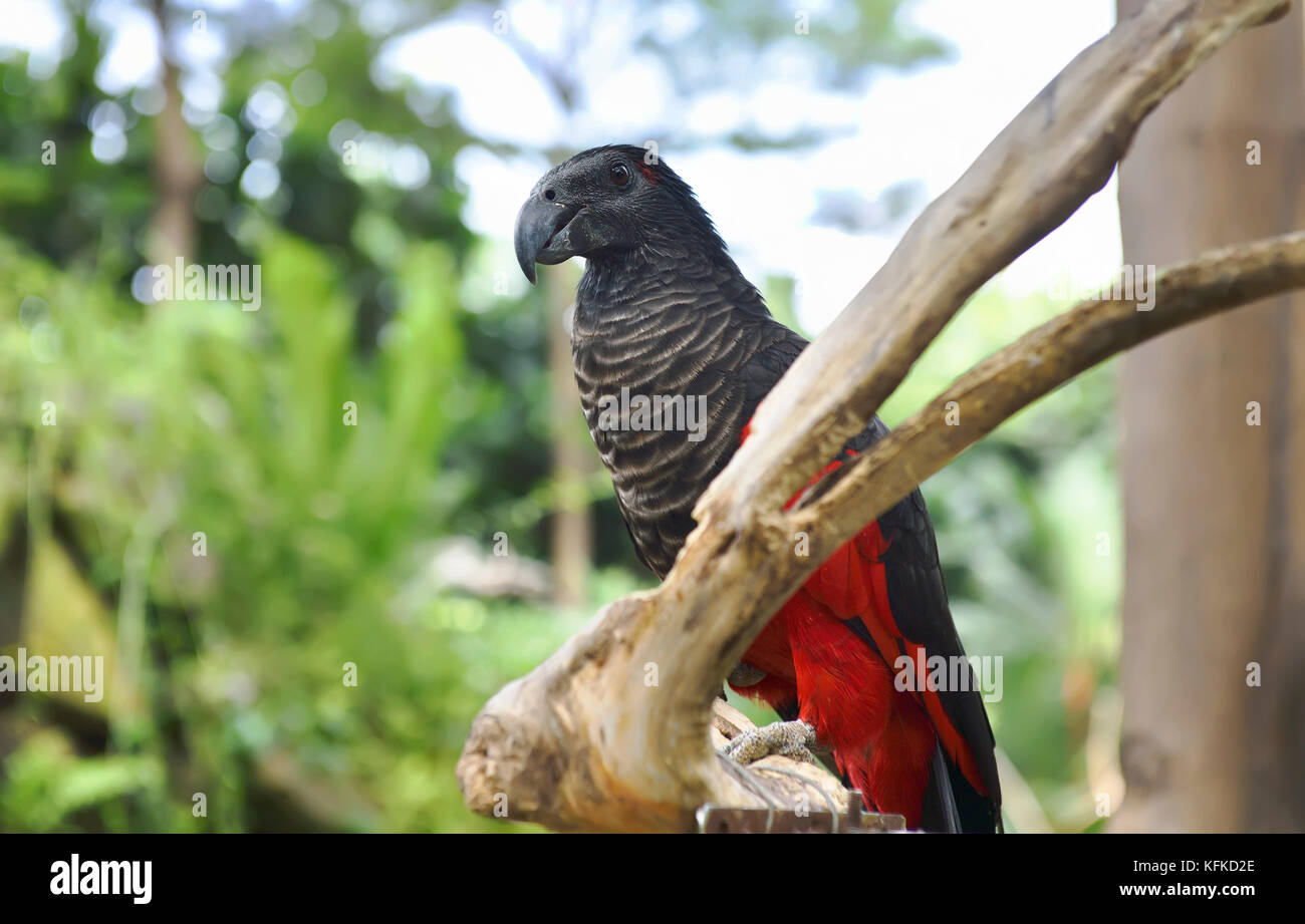Pesquet's parrot (Psittrichas fulgidus). One of the parrot species in Indonesia Stock Photo