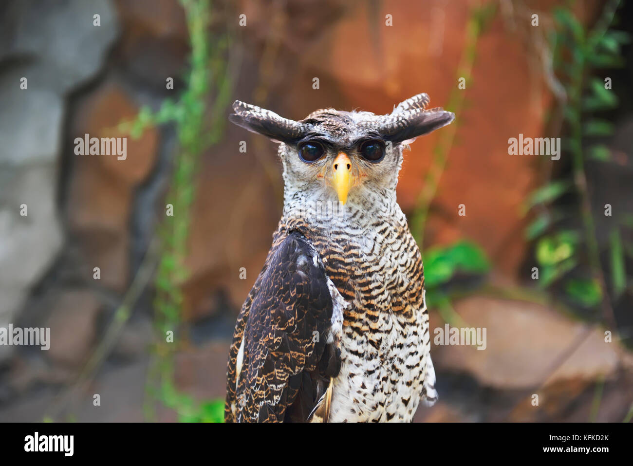 The eagle owl (Bubo Sumatranus). One of the owl species in Indonesia Stock Photo