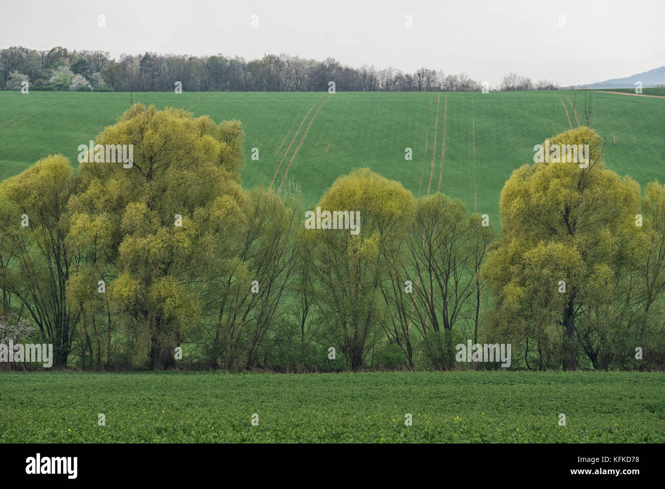 Field and the trees in the spring on the slope Stock Photo - Alamy