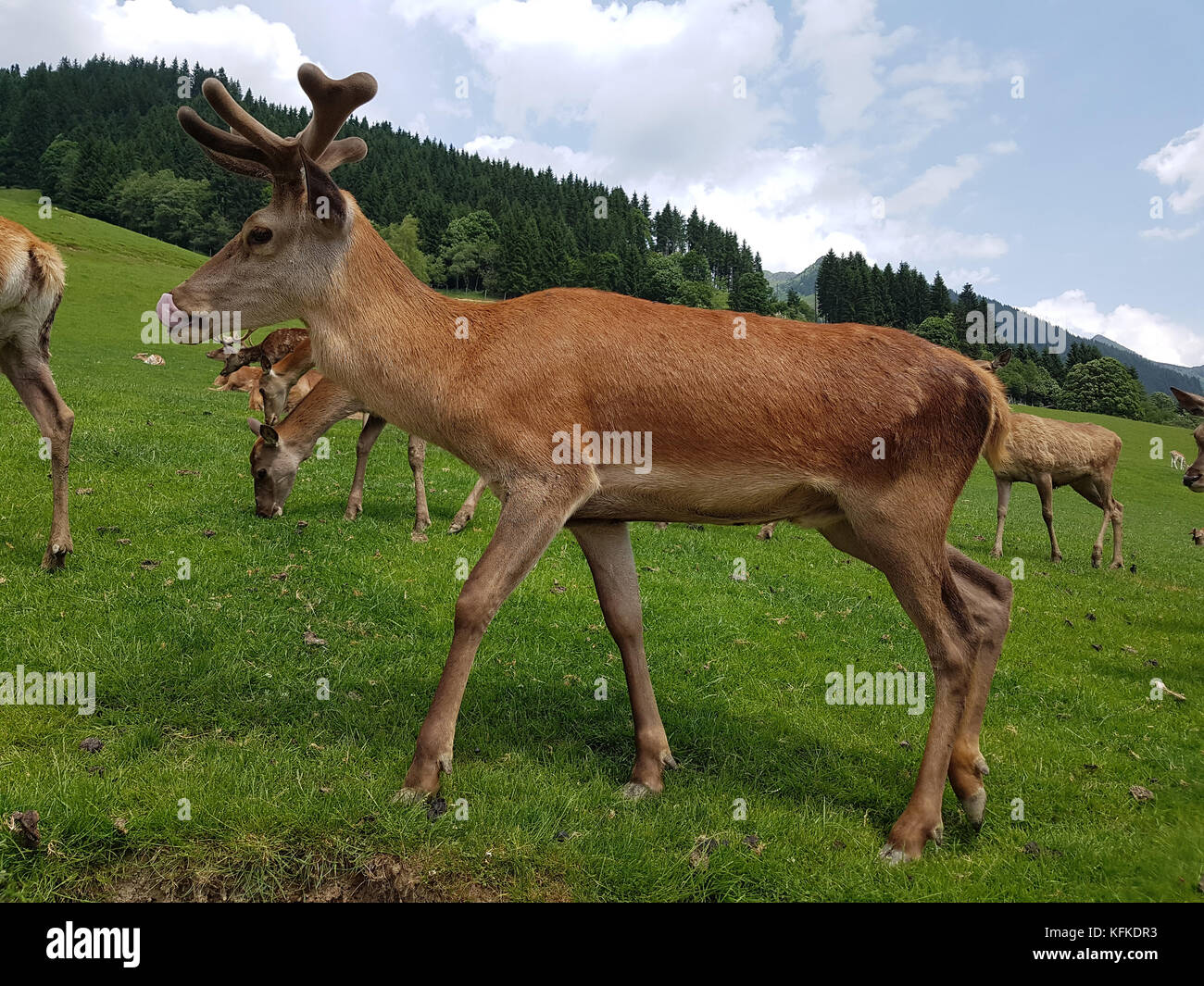 Rothirsch, Cervus elaphus, Rotwild, Hirsch Stock Photo