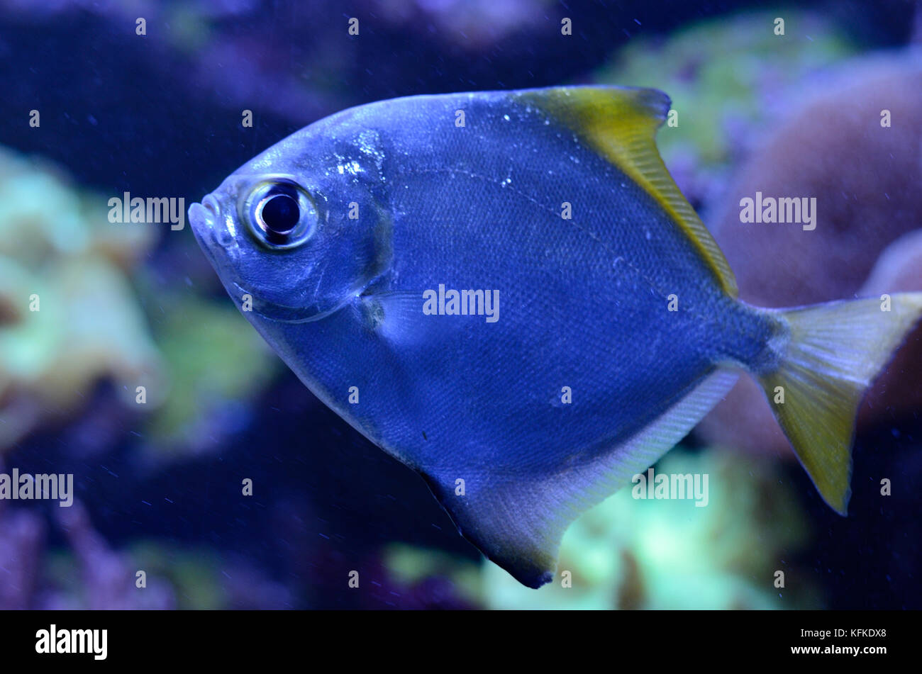 Silver moony, Monodactylus argenteus, in salt water aquarium. Tropical coral reef marine life Stock Photo