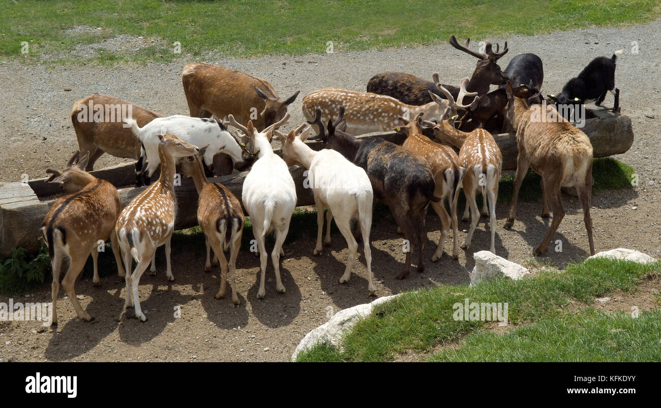 Wildfuetterung, Rothirsch, Cervus elaphus, Hirsch, Sikahirsch, Sikawild, Sika, Cervus nippon, Ziegen Stock Photo