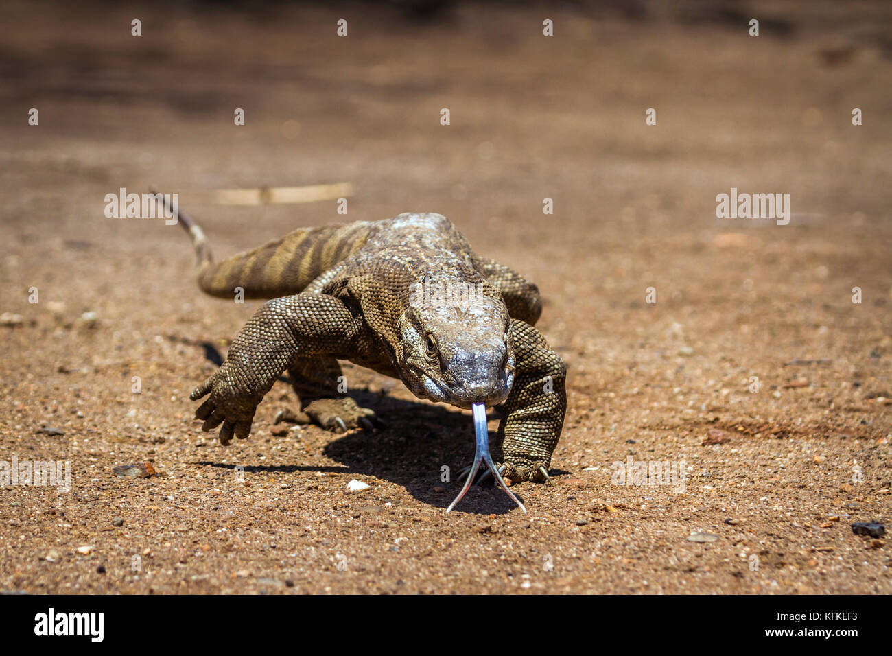 Nile monitor lizard in Kruger national park, South Africa ; Specie