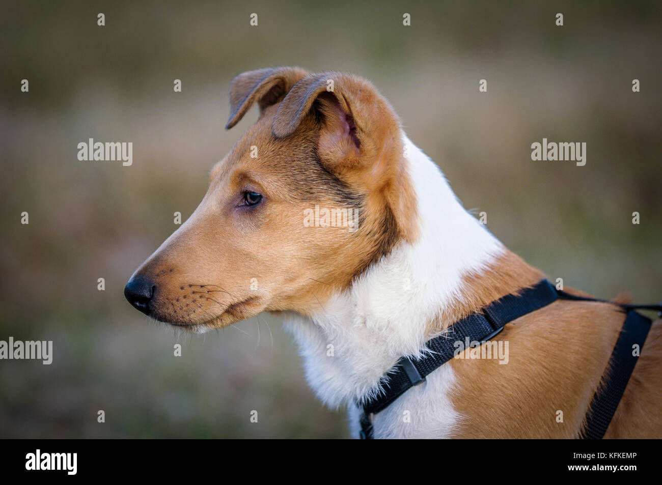Shorthair Collie Puppy Portrait Germany Stock Photo 164541798