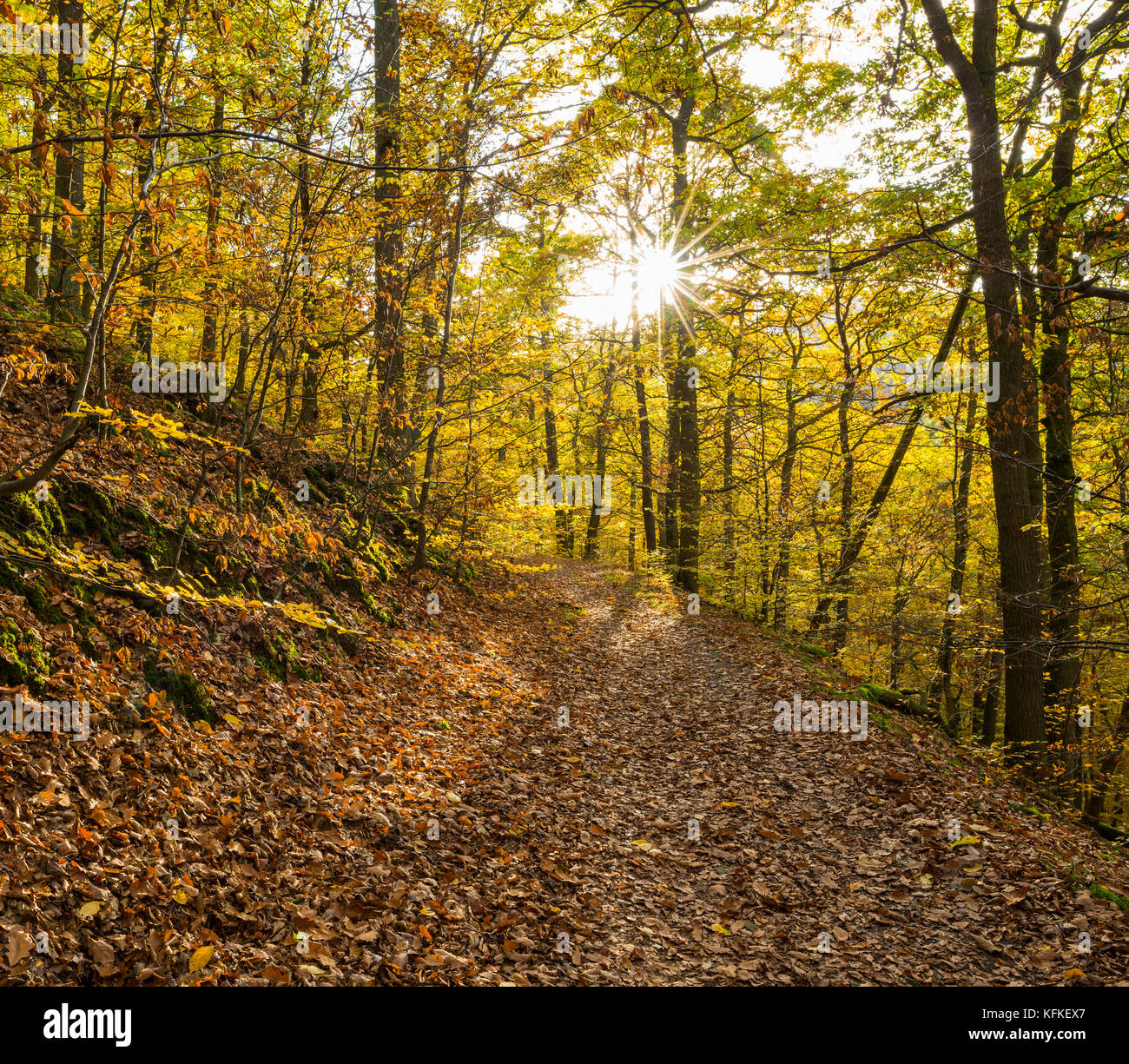 Waldweg in autumn, Kellerwald-Edersee National Park, Hesse, Germany Stock Photo