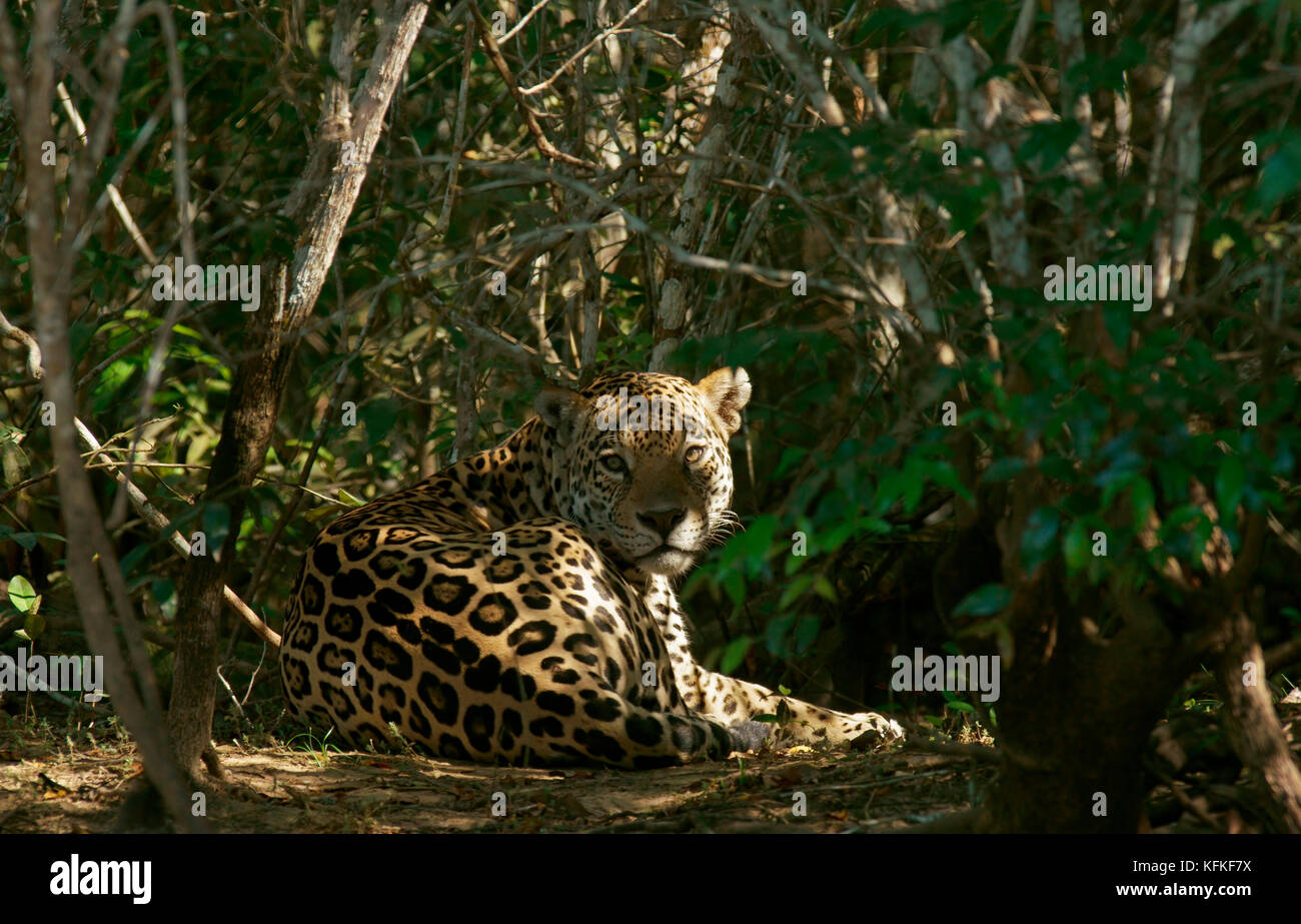 Jaguar (Panthera onca) hides in dense vegetation, Pantanal, Mato Grosso, Brazil Stock Photo
