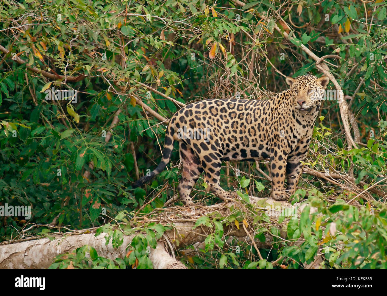 Jaguar (Panthera onca) looks out for tree trunk, dense shore vegetation, Pantanal, Mato Grosso, Brazil Stock Photo