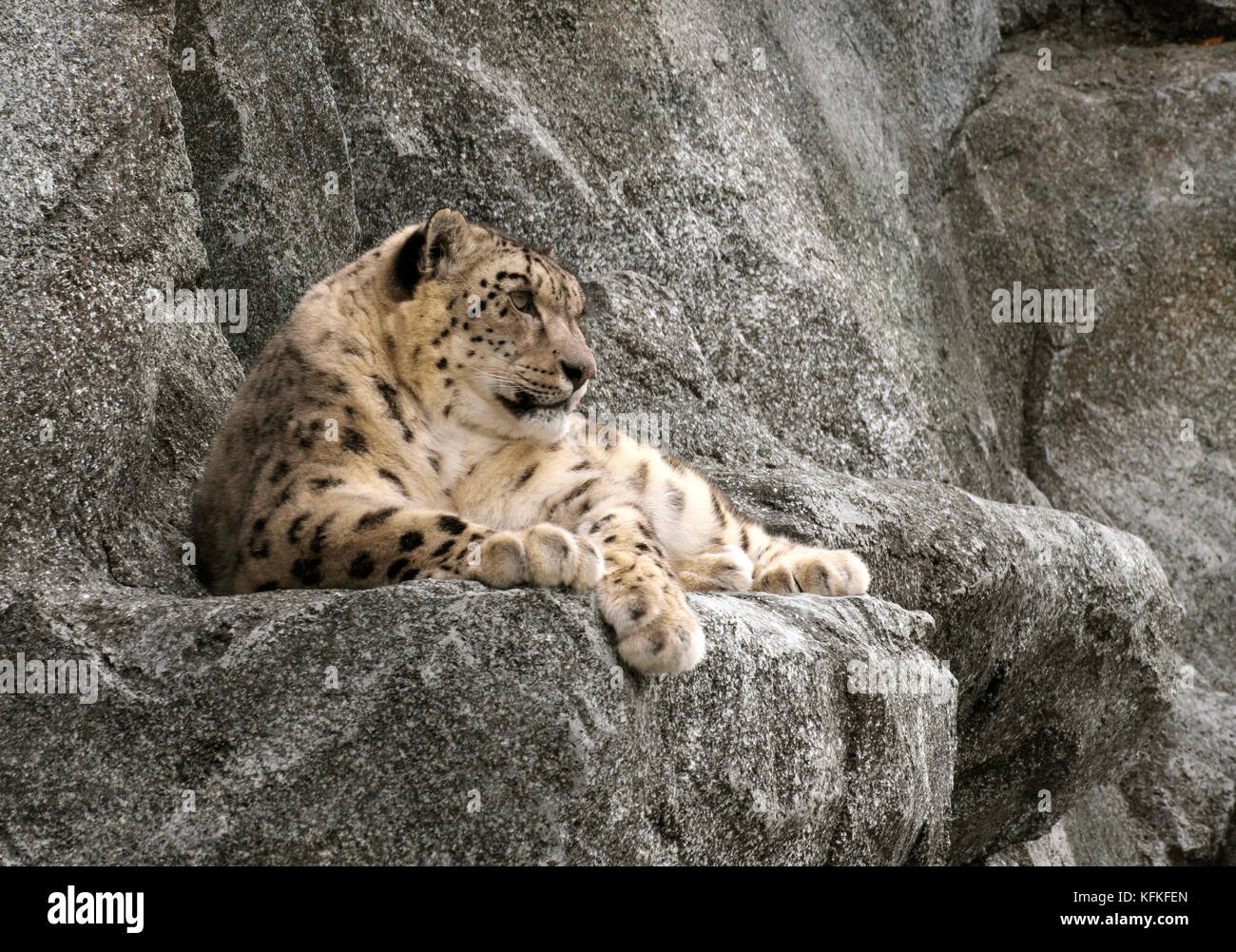 Snow leopard (Panthera uncia), resting on rocks, occurrence in Central Asia Stock Photo