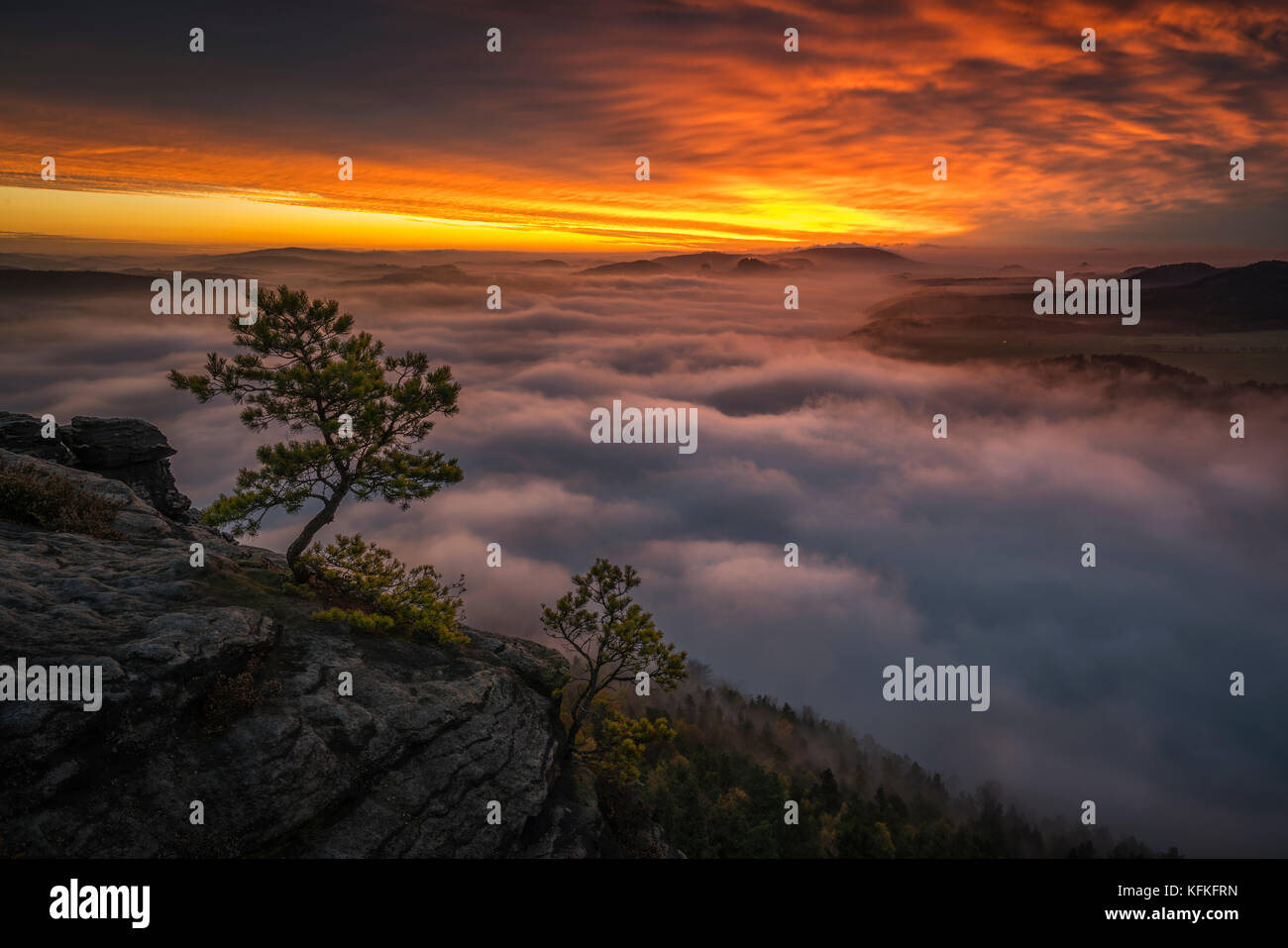 Pine on the Lilienstein at sunrise with cloud cover over the Elbe valley, Saxon Switzerland, Saxony, Germany Stock Photo