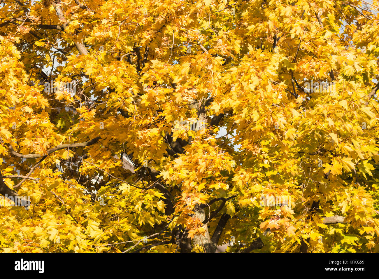 The crown of the maple is bright yellow in autumn Stock Photo - Alamy