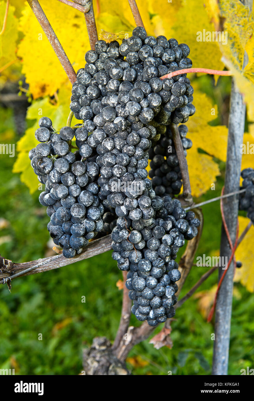 Kaolin coating on grapes as a natural pesticide in organic cultivation against spotted wing drosophila (Drosophila suzukii) Stock Photo