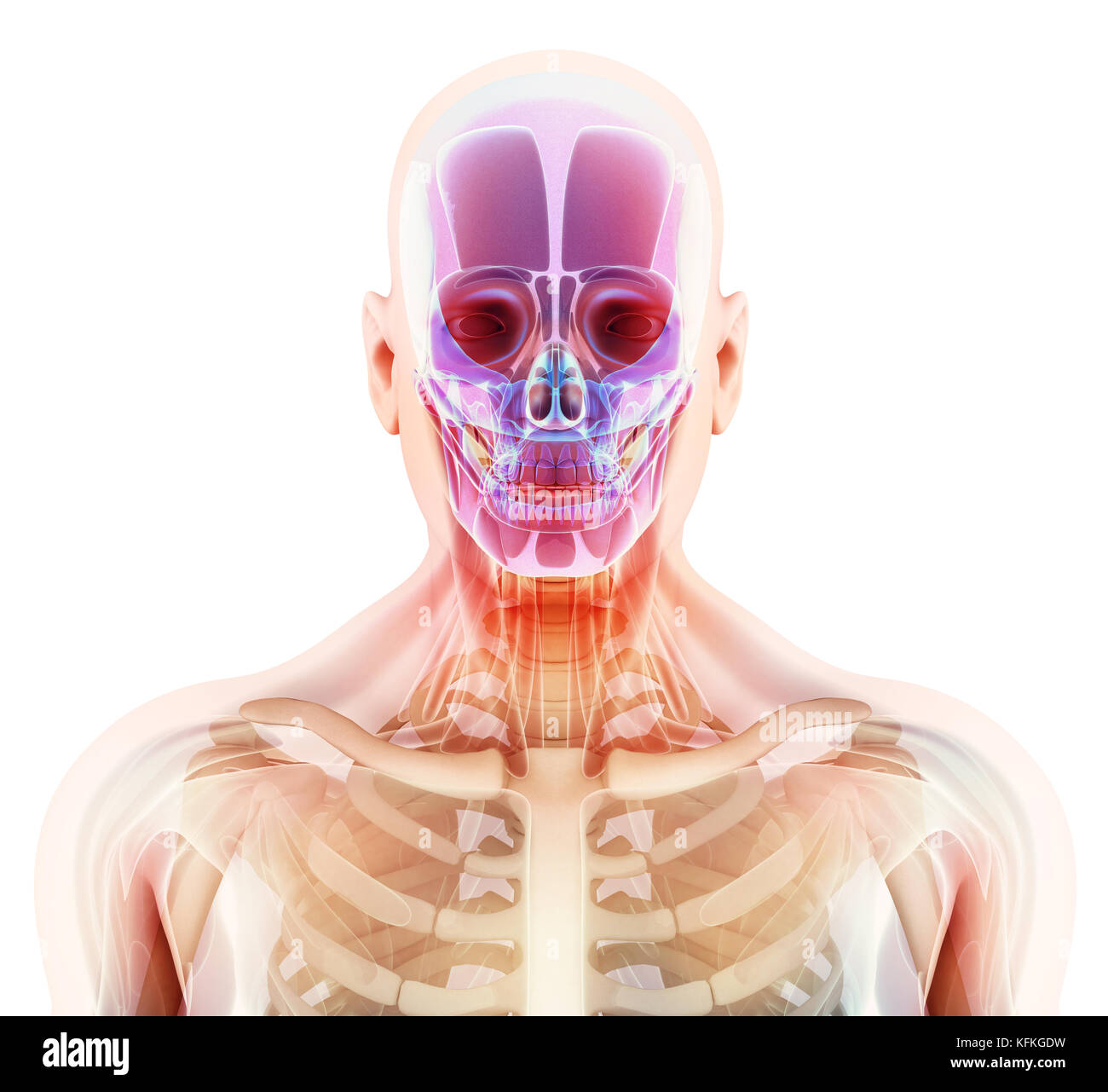 3D illustration of skull anatomy part of human skeleton, medical concept Stock Photo Alamy