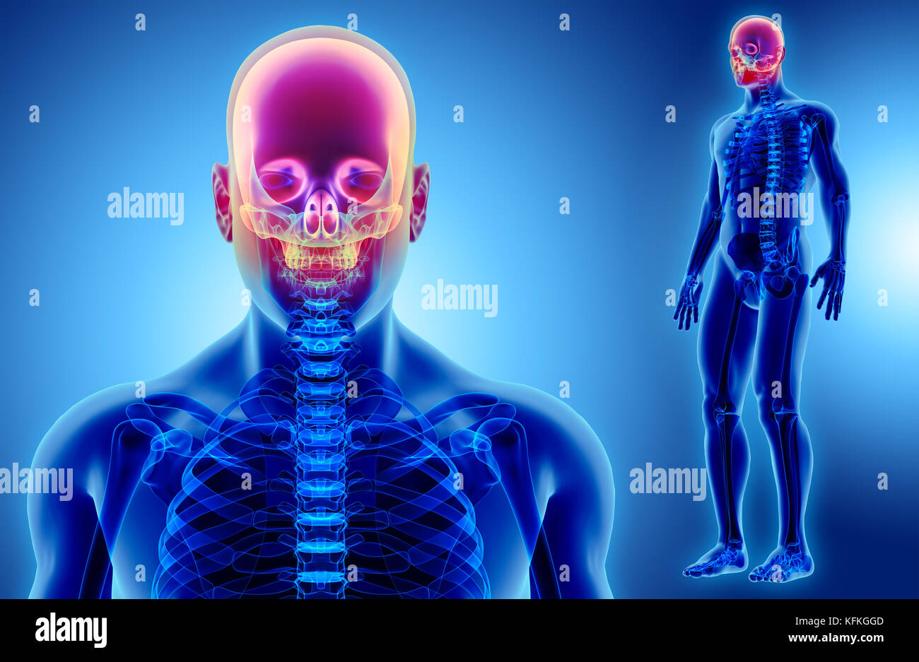 Part of Human Skeleton Stock Photo Biology Diagrams