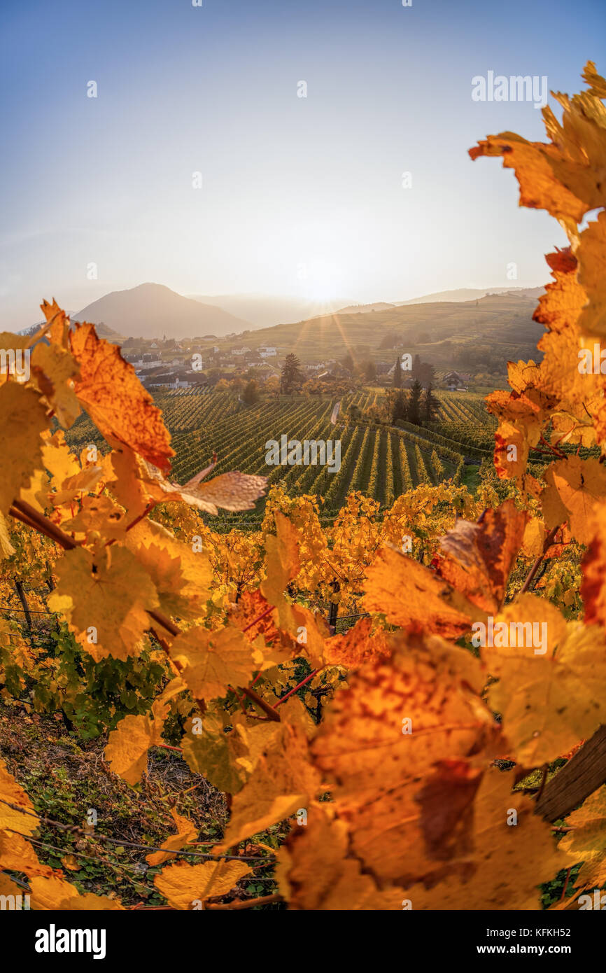 Famous vineyards in Wachau, Spitz, Austria Stock Photo Alamy