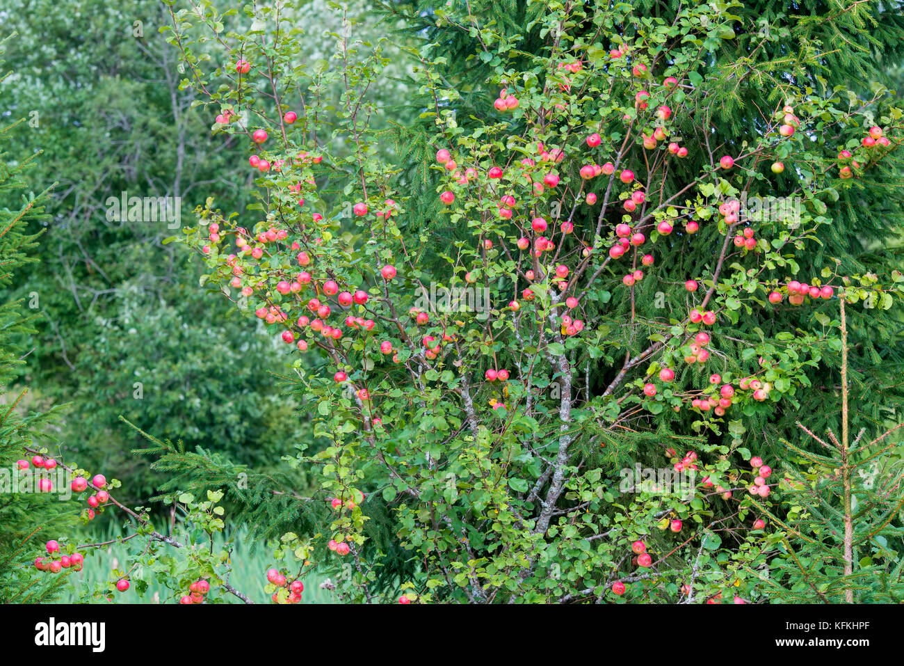 Wild Apple tree with apples in the woods Stock Photo Alamy