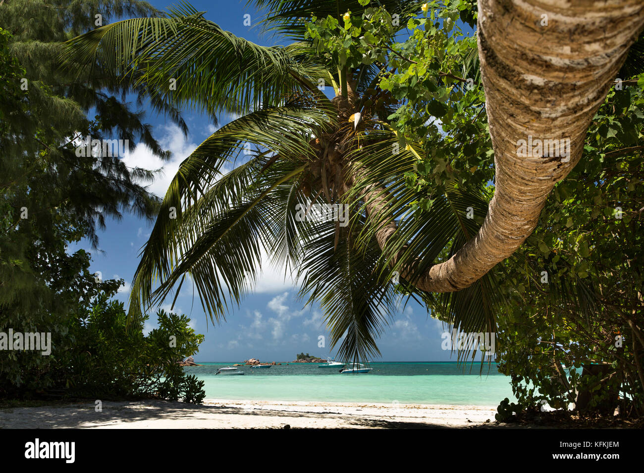 The Seychelles, Praslin, Anse Volbert, Cote d’Or beach, palm tree curving over sand Stock Photo