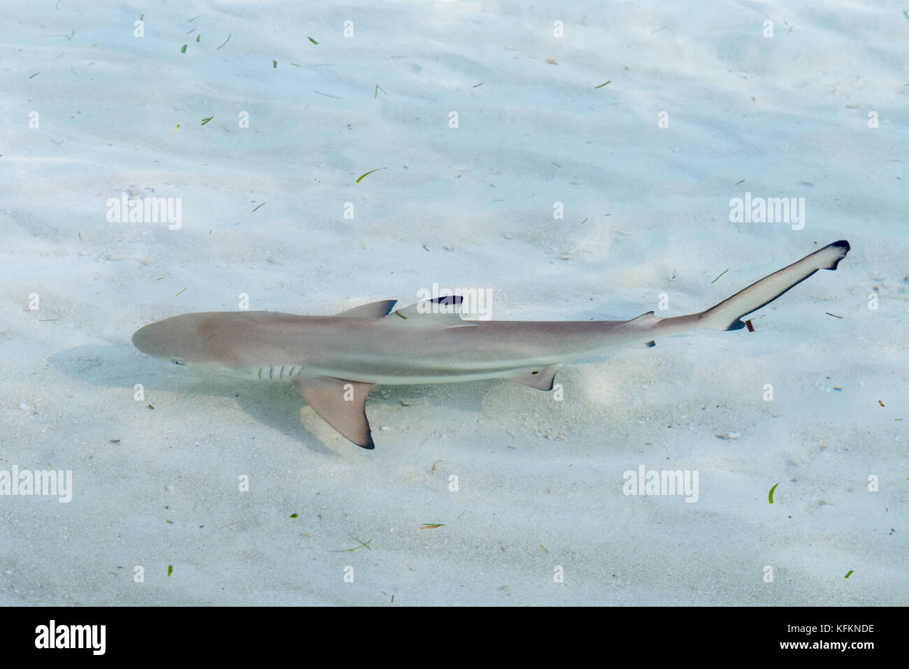 baby black tip reef shark