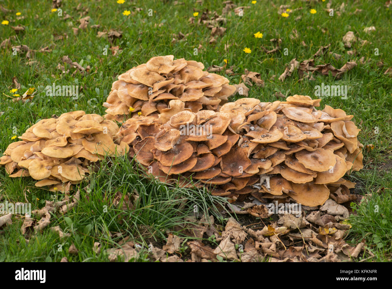 Honey fungus (Armillaria mellea), a parasite of many trees and shrubs Stock Photo