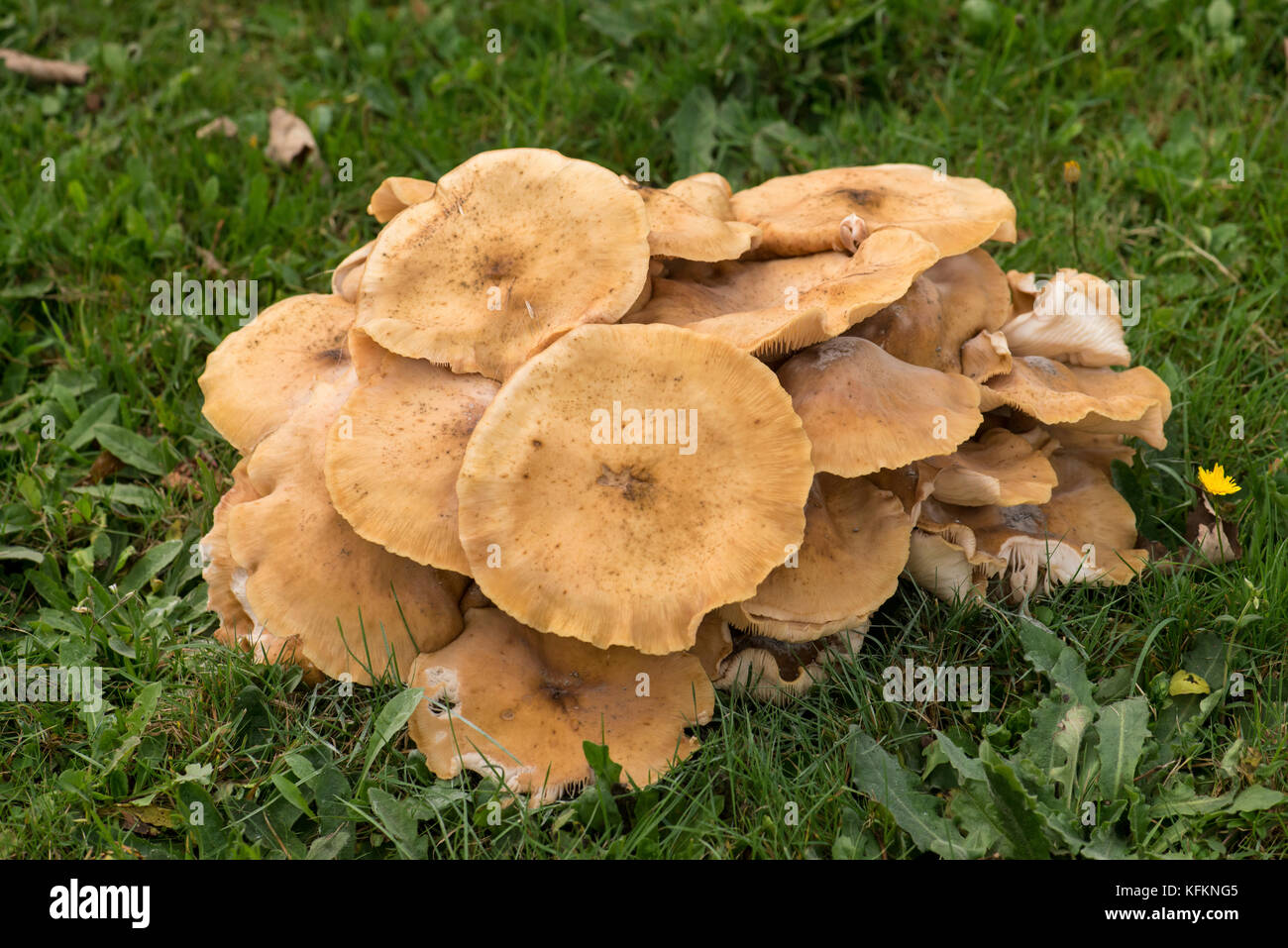 Honey fungus (Armillaria mellea), a parasite of many trees and shrubs Stock Photo