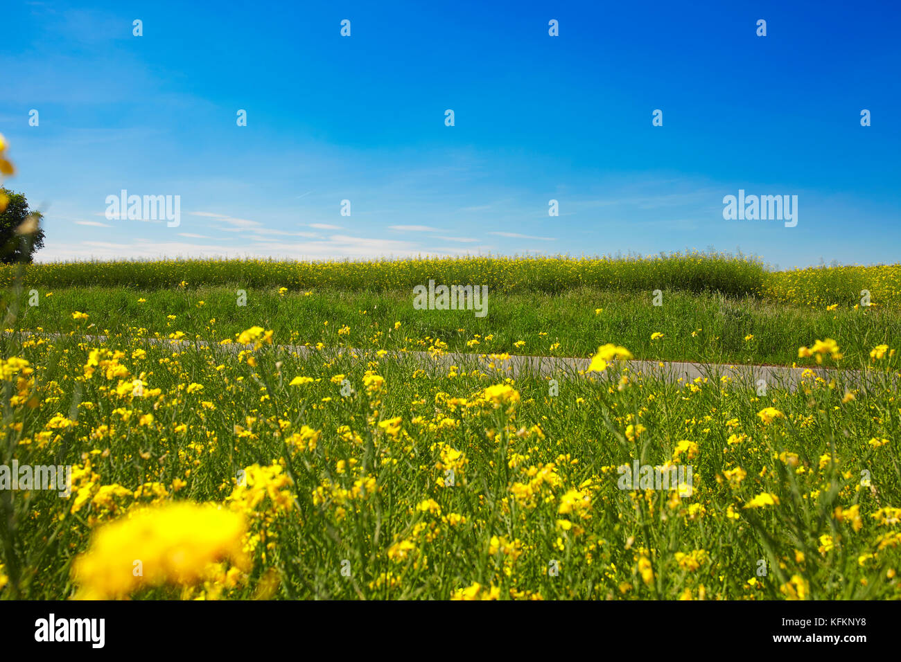 street going through fields of yellow flowers Stock Photo Alamy