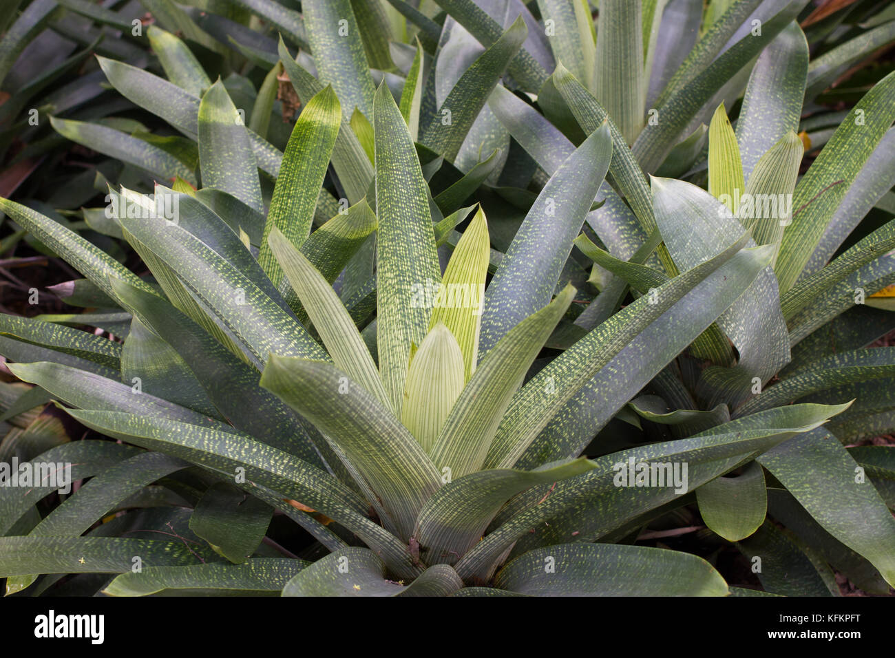 Bromelia humilis is a Bromeliad. When it produces clump of purple flowers,  its leaves will turn into red. It is a native plant of South America Stock  Photo - Alamy