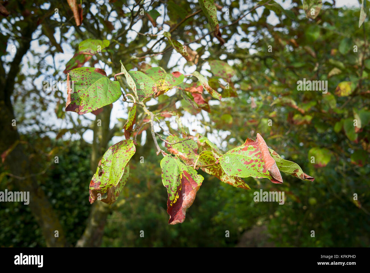 Leaves of Cydonia oblonga Meeches Prolific quince tree showing evidence of destructive blight in Wiltshire UK Stock Photo