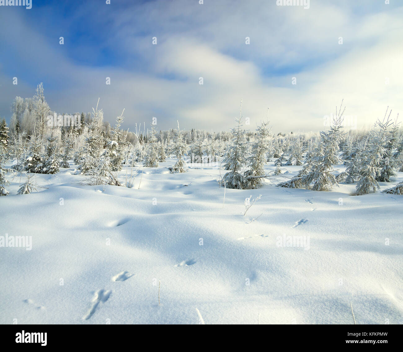 panorama winter landscape with forest and traces of a hare on snow ...