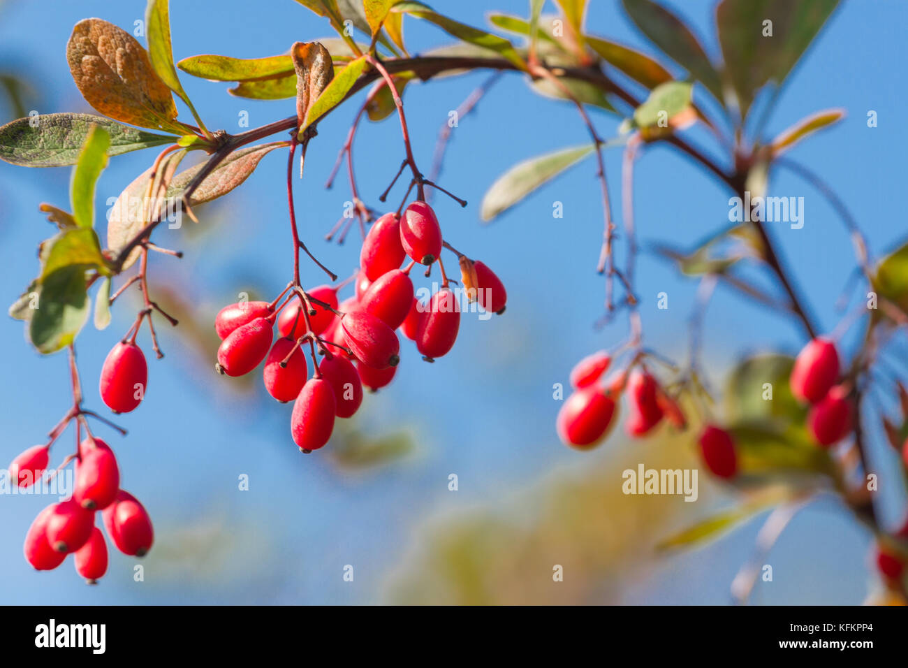 Branch of common barberry on sky background. European barberry red fruits. Stock Photo