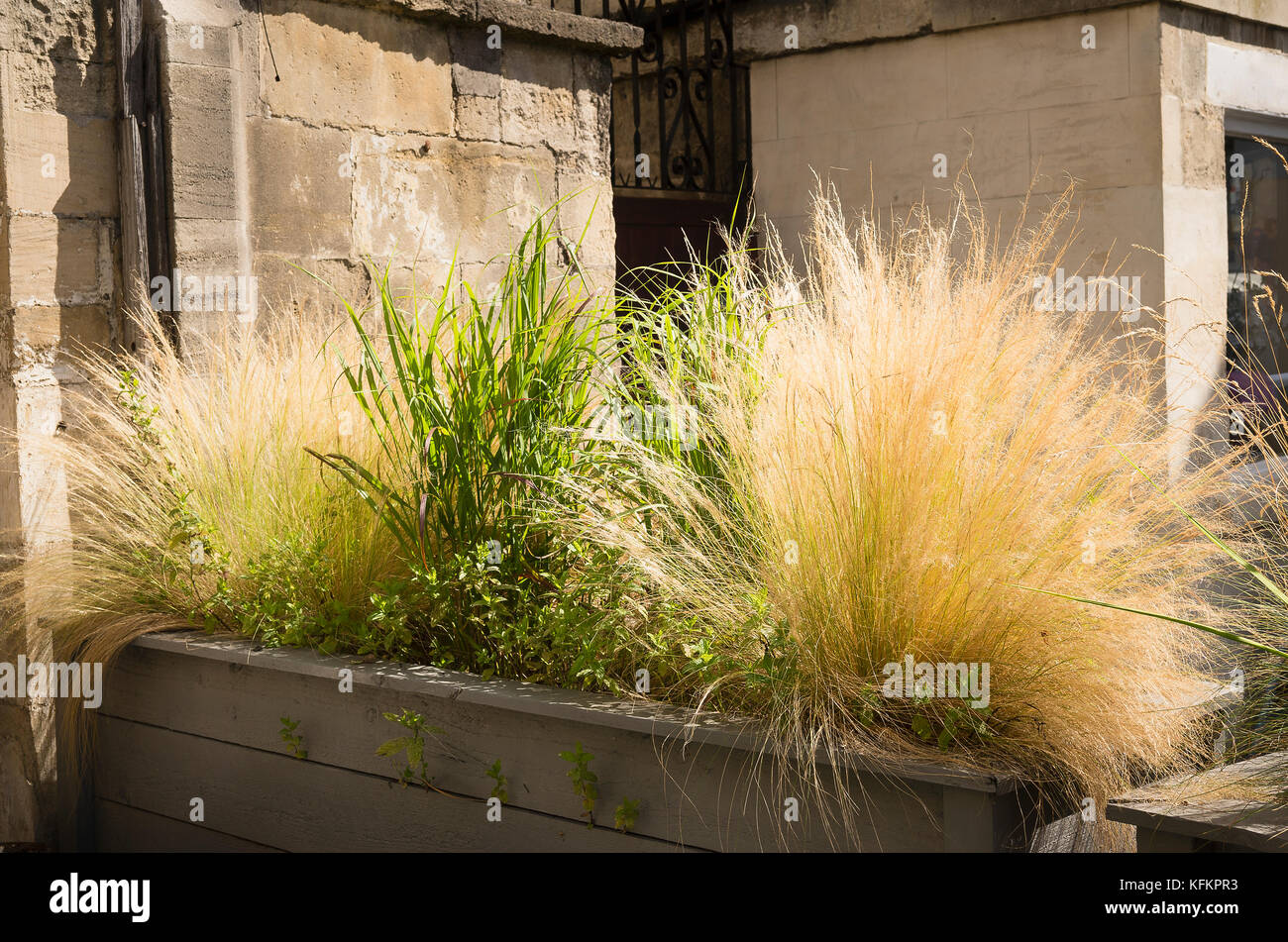 Ornamental grasses provide an attractive natural screen from the road