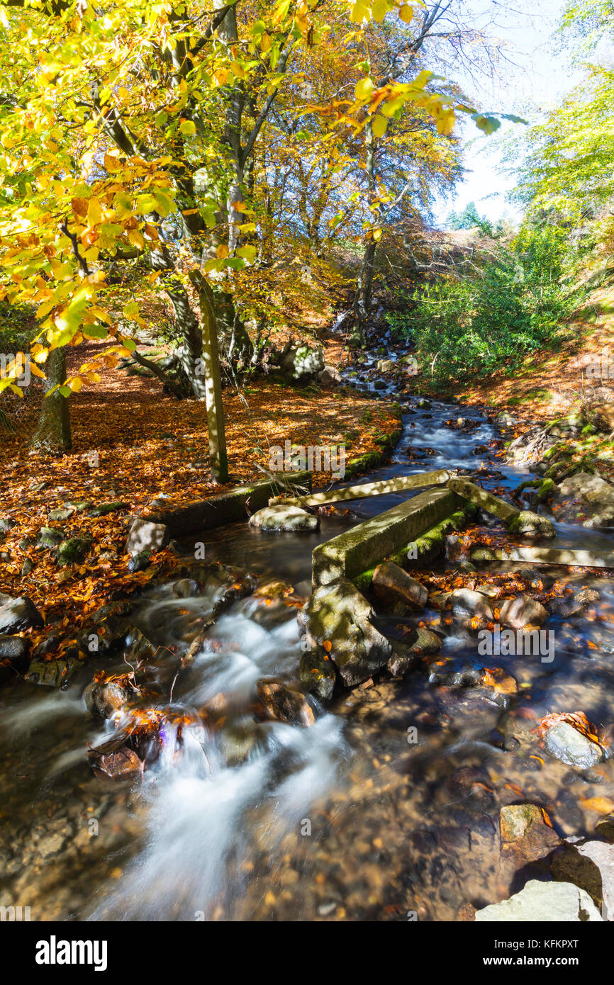 Nant Bran brook, Blaen Bran Community Woodland, Cwmbran, Wales, UK Stock Photo