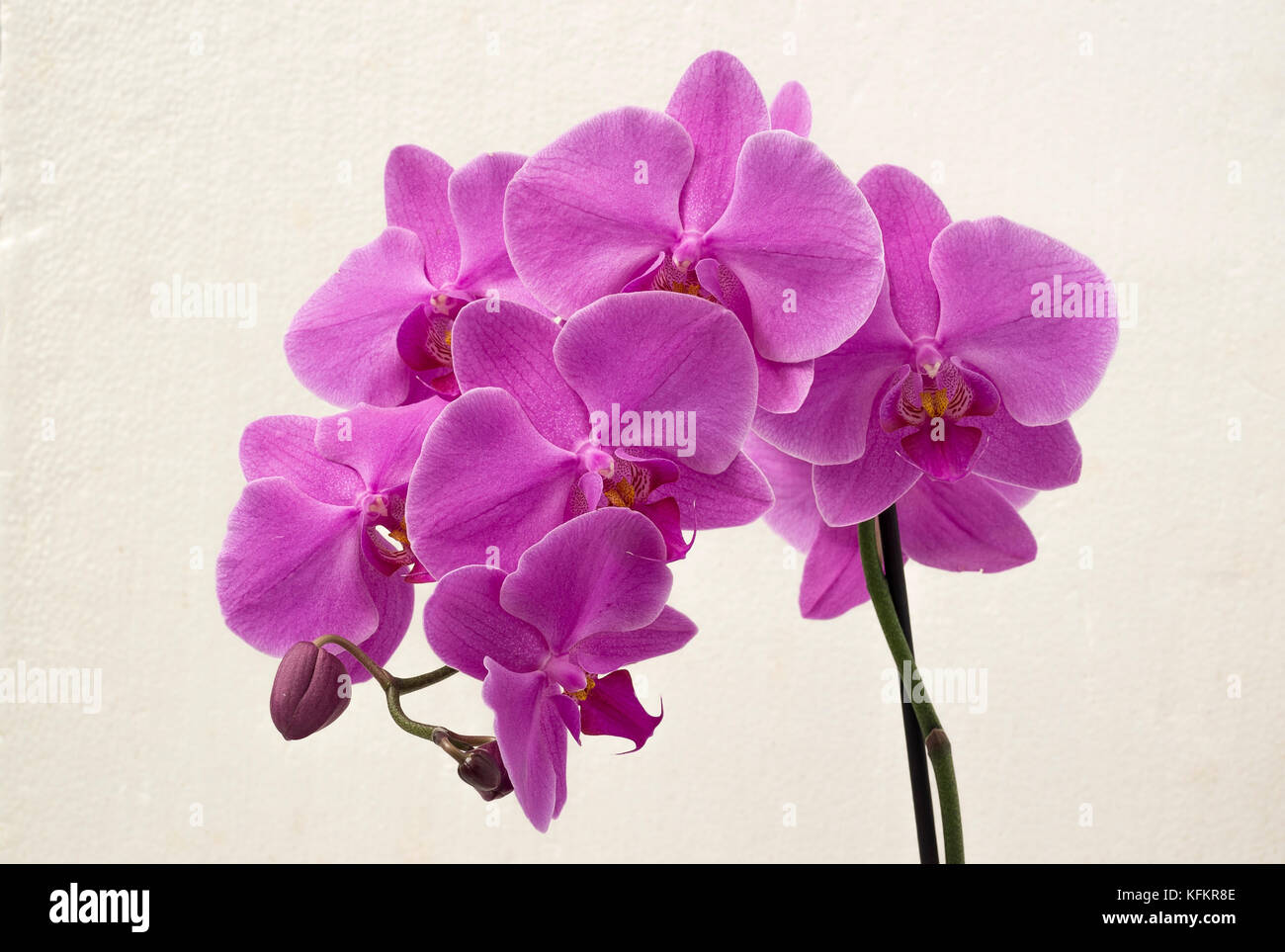 Magenta Moth Orchid flowering in a bathroom where it enjoys a humid atmosphere Stock Photo