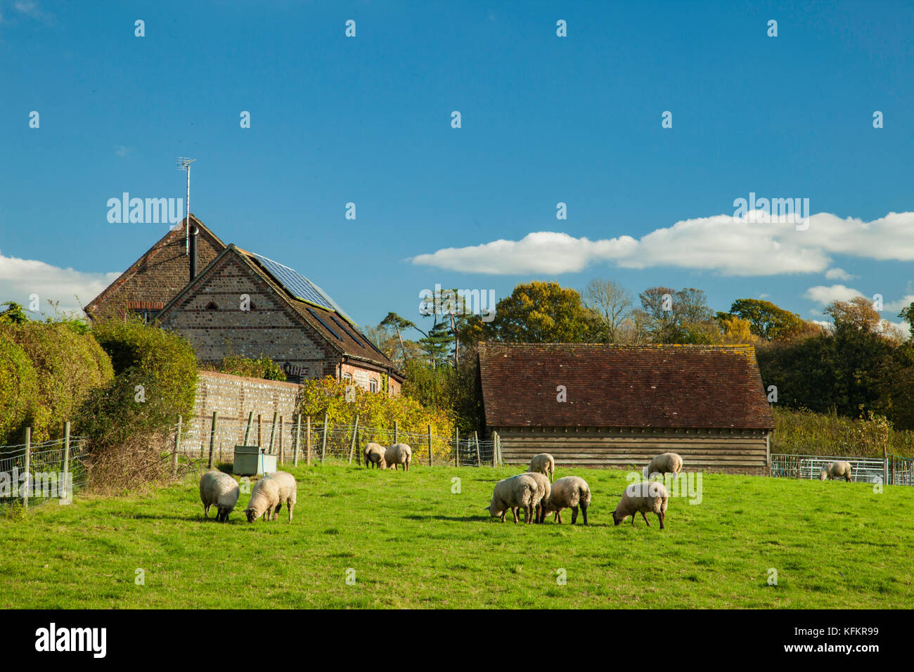 Sheep grazing near Hurstpierpoint, West Sussex, England. Stock Photo