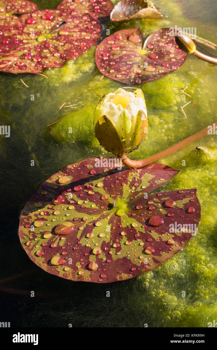 Water lily pads and flower bud on a small garden pool in UK showing build up of algae and duckweed Stock Photo