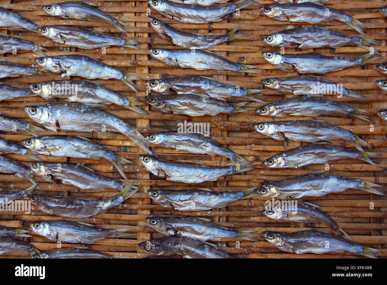 Xiaogan, Xiaogan, China. 30th Oct, 2017. Xiaogan, CHINA-October 26 2017:(EDITORIAL USE ONLY. CHINA OUT).Air-dried fish is a kind of special food in Xiaogan, central China's Hubei Province. Credit: SIPA Asia/ZUMA Wire/Alamy Live News Stock Photo