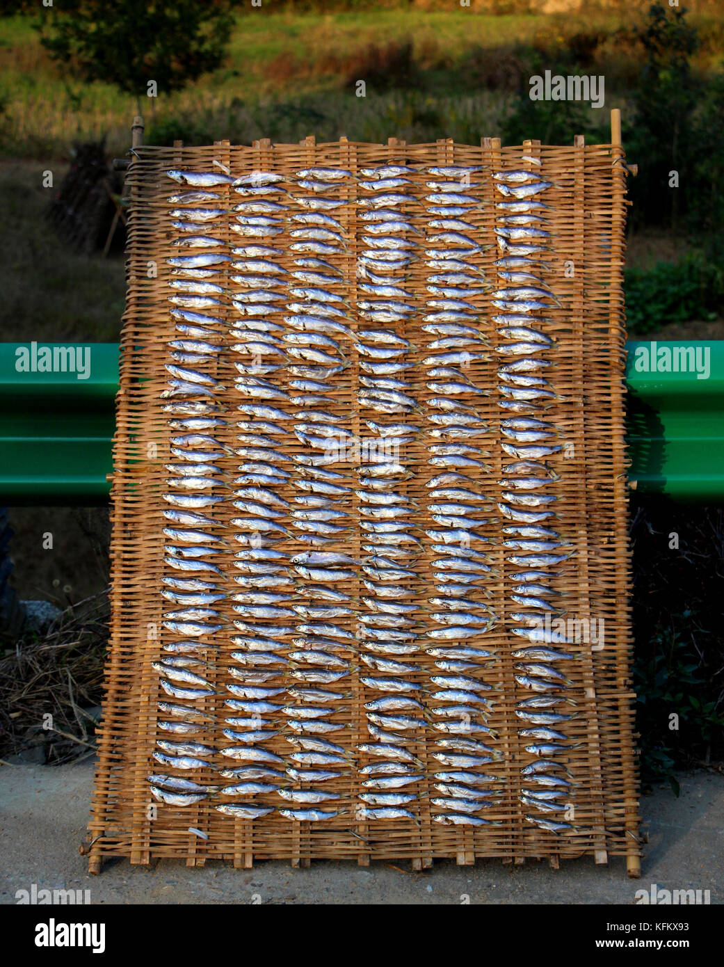 Xiaogan, Xiaogan, China. 30th Oct, 2017. Xiaogan, CHINA-October 26 2017:(EDITORIAL USE ONLY. CHINA OUT).Air-dried fish is a kind of special food in Xiaogan, central China's Hubei Province. Credit: SIPA Asia/ZUMA Wire/Alamy Live News Stock Photo