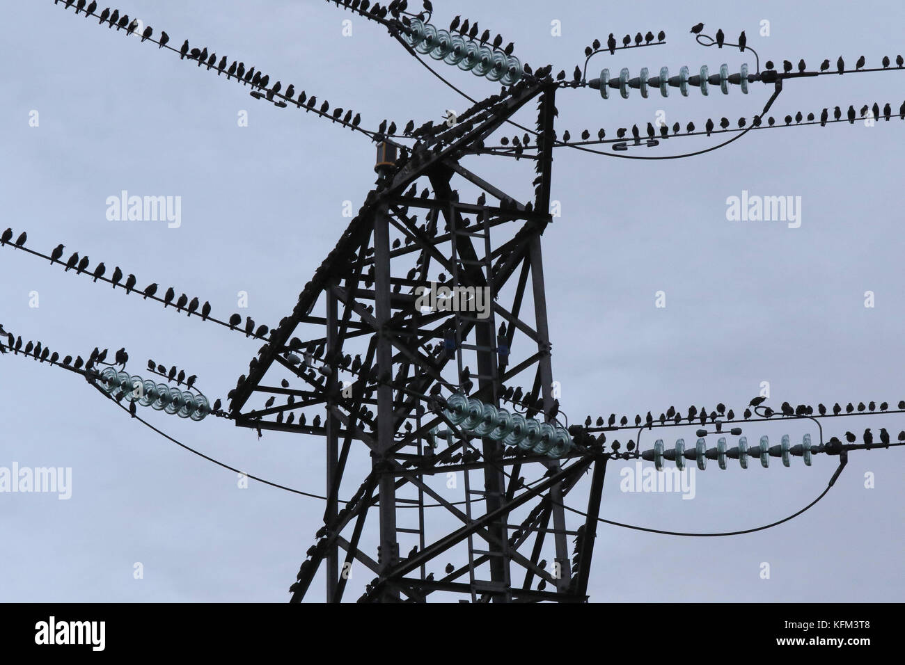 Belfast, Northern Ireland UK. 30 October 2017. Grey but dry but as the light falls dramatically it's time for the starlings to get ready to roost. This pylon and cables contains only a fraction of the birds that roost nearby under the bridges over the River Lagan. A calm day meant the air was filled with their chirping and chattering.Credit: David Hunter/Alamy Live News. Stock Photo
