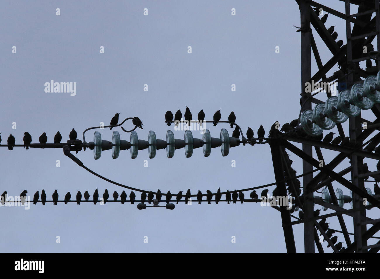 Belfast, Northern Ireland UK. 30 October 2017. Grey but dry but as the light falls dramatically it's time for the starlings to get ready to roost. This pylon and cables contains only a fraction of the birds that roost nearby under the bridges over the River Lagan. A calm day meant the air was filled with their chirping and chattering.Credit: David Hunter/Alamy Live News. Stock Photo