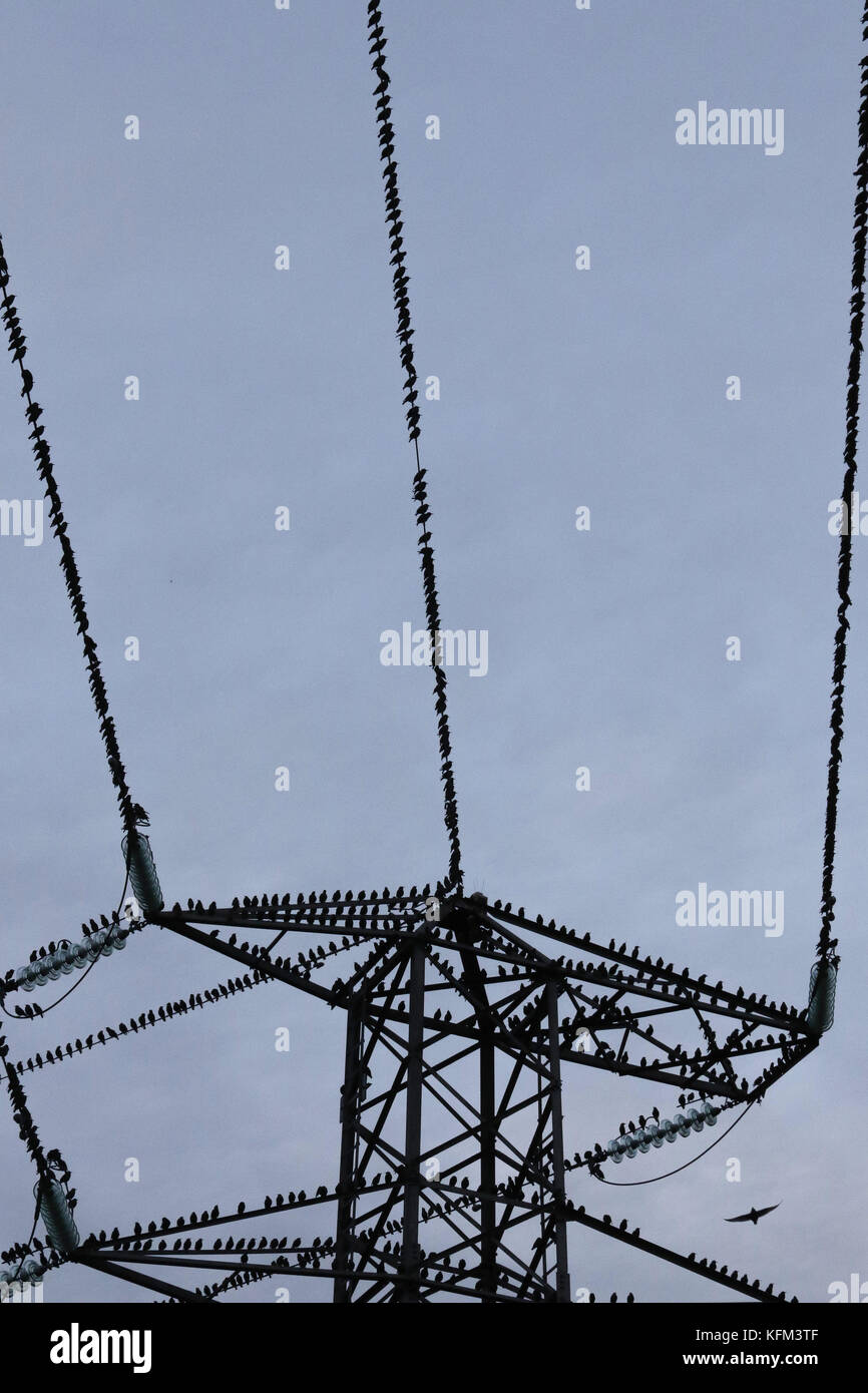 Belfast, Northern Ireland UK. 30 October 2017. Grey but dry but as the light falls dramatically it's time for the starlings to get ready to roost. This pylon and cables contains only a fraction of the birds that roost nearby under the bridges over the River Lagan. A calm day meant the air was filled with their chirping and chattering.Credit: David Hunter/Alamy Live News. Stock Photo