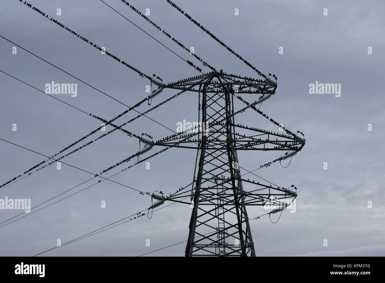 Belfast, Northern Ireland UK. 30 October 2017. Grey but dry but as the light falls dramatically it's time for the starlings to get ready to roost. This pylon and cables contains only a fraction of the birds that roost nearby under the bridges over the River Lagan. A calm day meant the air was filled with their chirping and chattering.Credit: David Hunter/Alamy Live News. Stock Photo