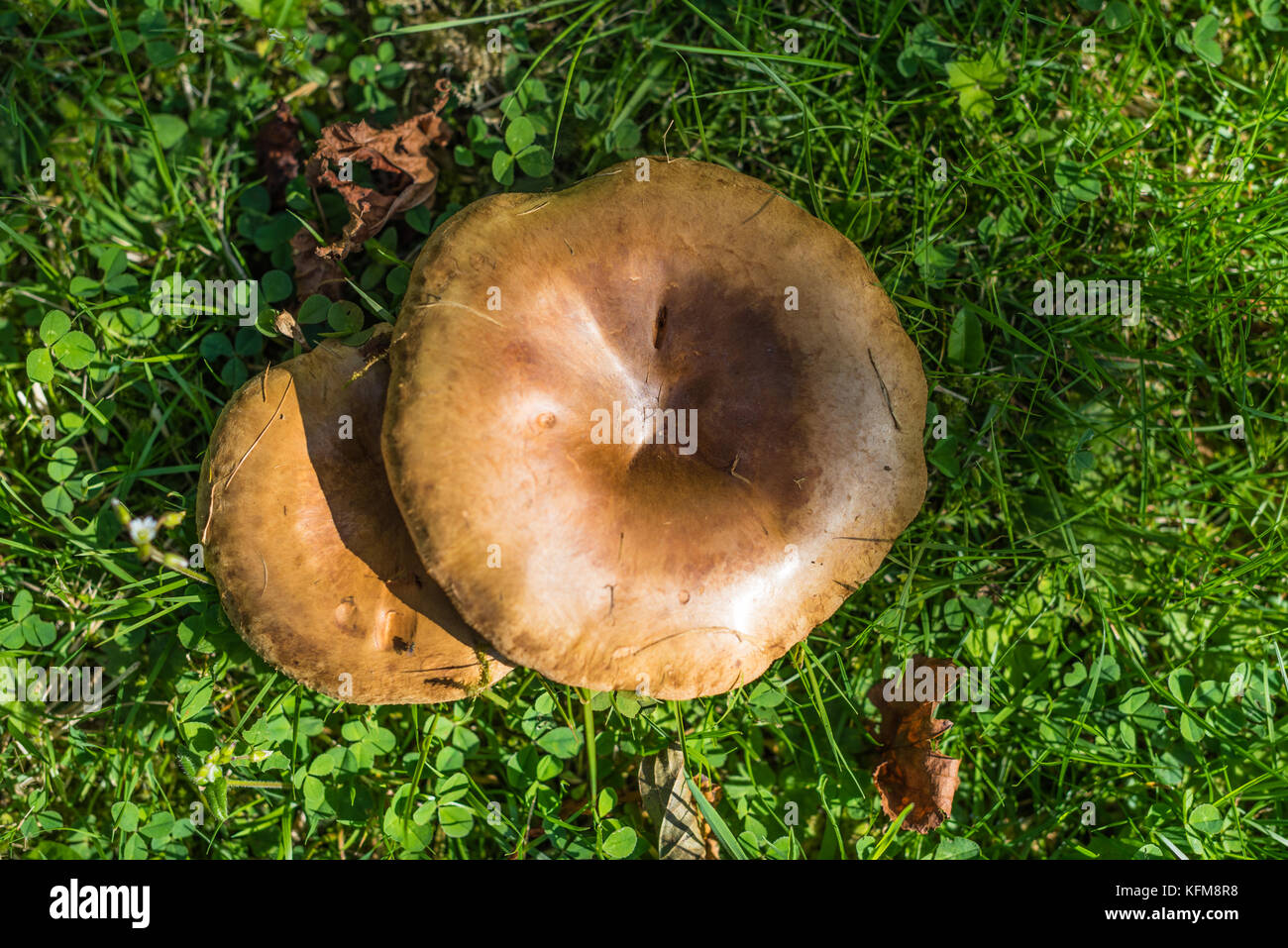 Mushrooms growing in grass. Stock Photo