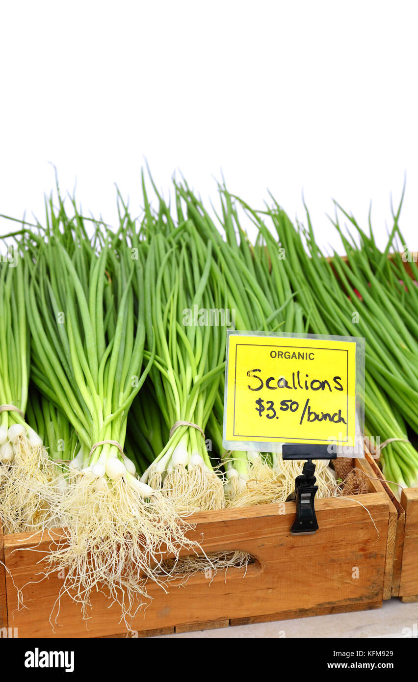 Organic scallions on a white background Stock Photo