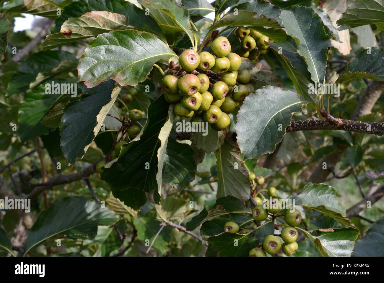 Sorbus megalocarpa large fruited Rowan Tree Chinese Rowan berries Stock