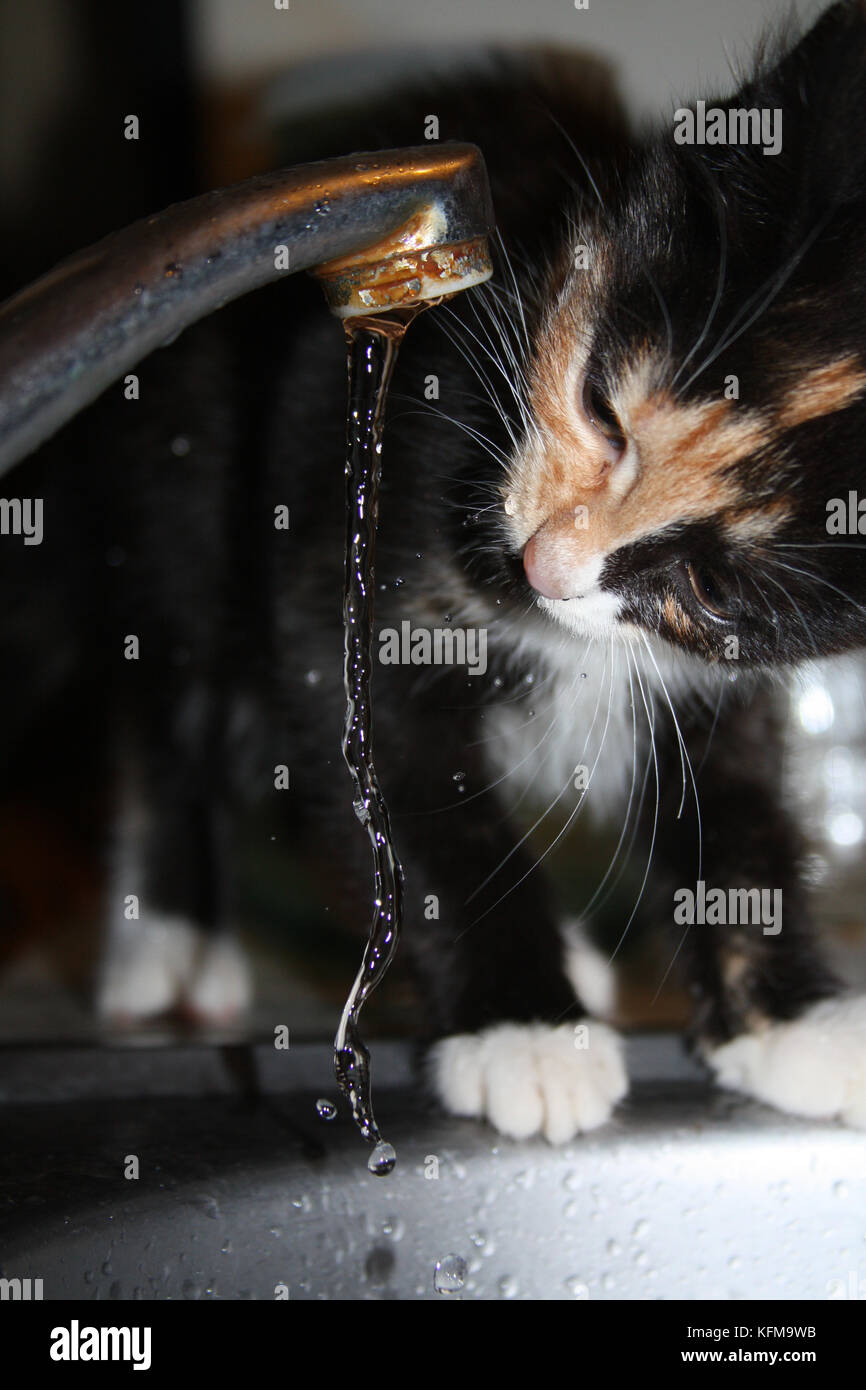 The cat and the water.Tortoiseshell cat drinks water from the tap Stock