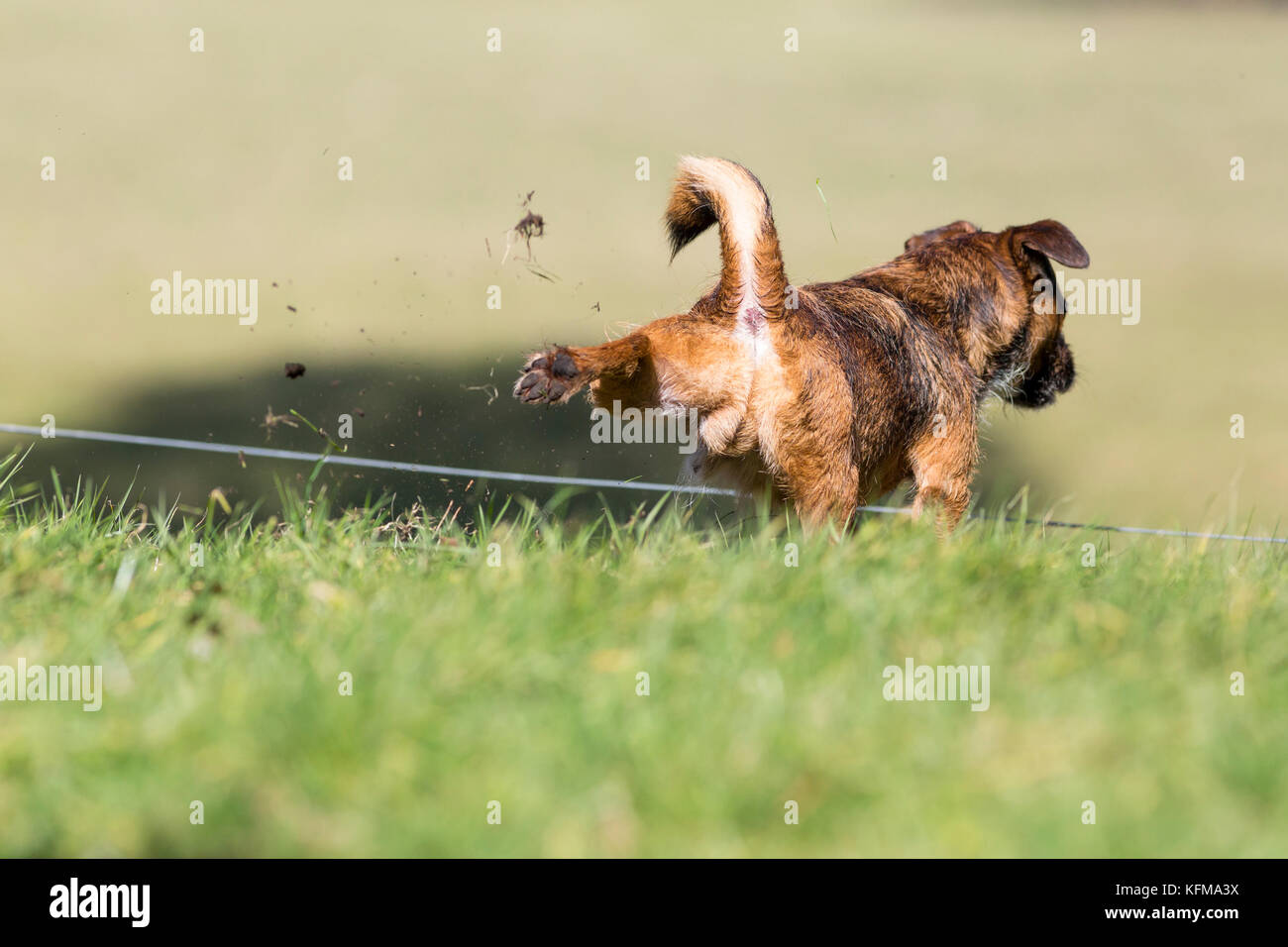 Border terrier cross pet dog kicking with hind legs, grass flying Stock Photo