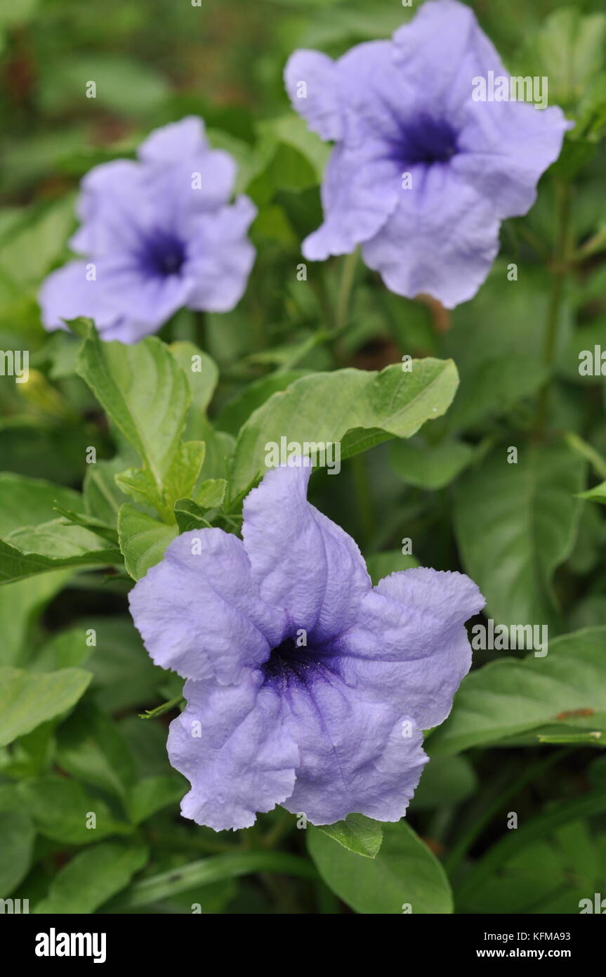 Dipteracanthus bracteatus hires stock photography and images Alamy